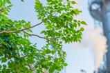 green industry