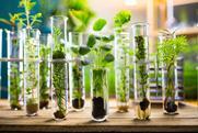 green plants in test tubes