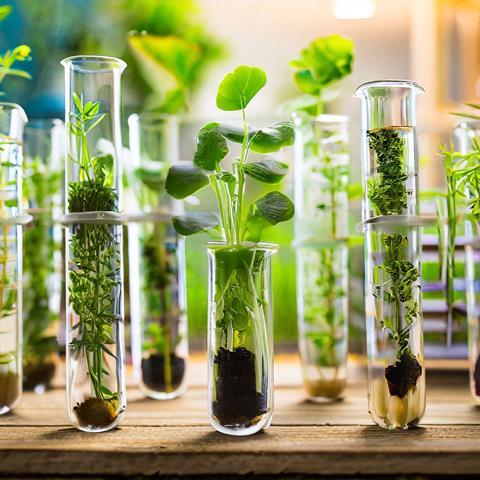 green plants in test tubes