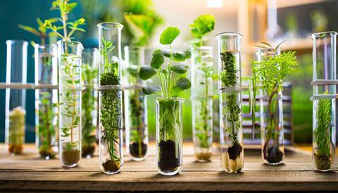 green plants in test tubes